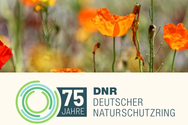 SChriftzug und Logo 75 Jahre DNR, im Hintergrund rot-gelber Mohn